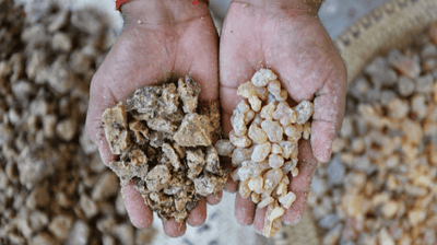 Responsible beauty & wellbeing: how we source our certified organic frankincense